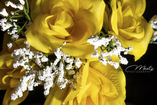 Flowers, Yellow, White, Black Background, Photography