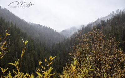 Teton Landscapes