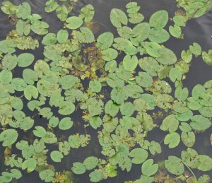 Texture, Lily Pads, Greenery, Water, Online